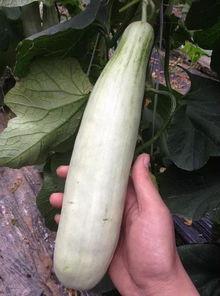 成县的吃瓜网红有哪些,瓜田里的“吃瓜”达人盘点